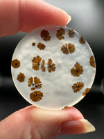 Scenic Dendritic Agate Cabochon #11
