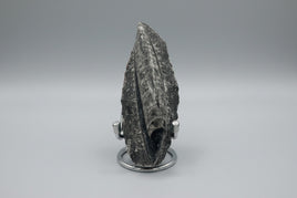 Natural Orthoceras Fossil Specimen #5