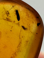 Fossil Insect Inclusion in Burmese Amber #2