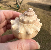 Assorted Shells for Crafts or Decor