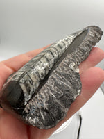 Natural Orthoceras Fossil Specimen #20
