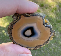Agate Slice #33