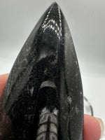Natural Orthoceras Fossil Specimen #22
