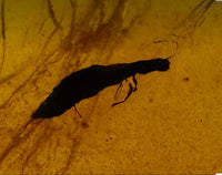 Fossil Insect Inclusion in Burmese Amber #1