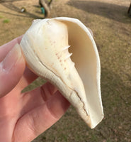 Assorted Shells for Crafts or Decor