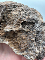 Agatized Coral, Florida