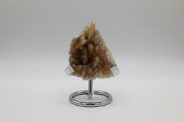 Withlacoochee River Agatized Coral #7