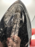 Natural Orthoceras Fossil Specimen #3