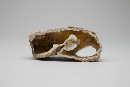 Withlacoochee River Agatized Coral #6