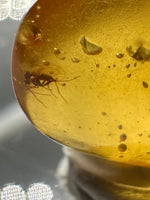 Fossil Insect Inclusion in Burmese Amber #3