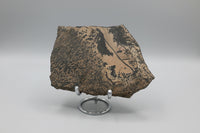 Nevada Picture Jasper Slab - Old Stock