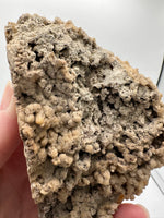Withlacoochee River Agatized Coral #10