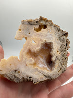 Withlacoochee River Agatized Coral #12