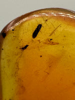 Fossil Insect Inclusion in Burmese Amber #2