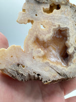 Withlacoochee River Agatized Coral #12