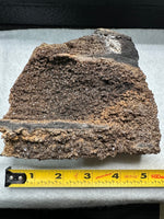 Permineralized Wood Specimen with Quartz Druzy