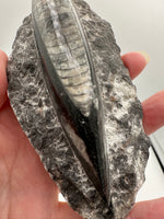 Natural Orthoceras Fossil Specimen #9
