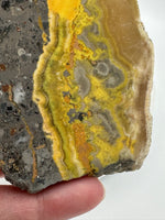 Bumblebee Jasper, Java, Indonesia #1