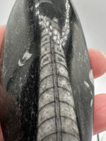 Natural Orthoceras Fossil Specimen #22