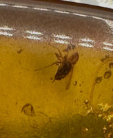 Fossil Insect Inclusion in Burmese Amber #7