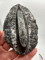 Natural Orthoceras Fossil Specimen #19