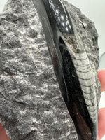 Natural Orthoceras Fossil Specimen #10