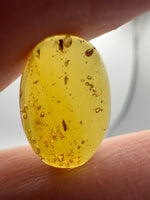 Fossil Insect Inclusion in Burmese Amber #3