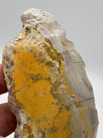 Bumblebee Jasper, Java, Indonesia #2