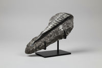 Orthoceras Fossil #4