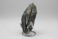 Natural Orthoceras Fossil Specimen #9