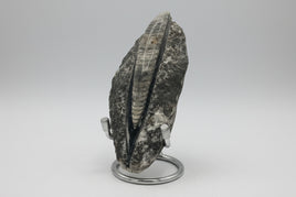 Natural Orthoceras Fossil Specimen #9