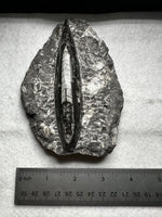Natural Orthoceras Fossil Specimen #18