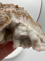 Withlacoochee River Agatized Coral #11