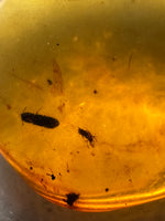 Fossil Insect Inclusion in Burmese Amber #2