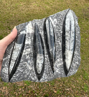 Orthoceras Fossil Plate #13