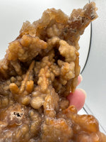 Withlacoochee River Agatized Coral #10