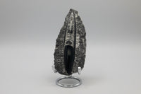 Natural Orthoceras Fossil Specimen #8