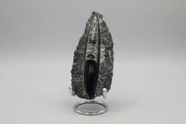 Natural Orthoceras Fossil Specimen #8