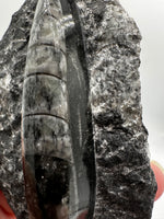 Natural Orthoceras Fossil Specimen #21