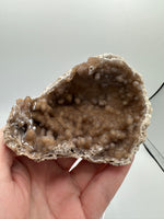 Withlacoochee River Agatized Coral #9