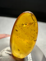 Fossil Insect Inclusion in Burmese Amber #7