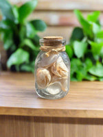 Glass Jar with Shells #2