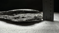 Natural Orthoceras Fossil Specimen #18