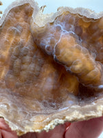 Withlacoochee River Agatized Coral #13
