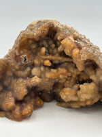 Withlacoochee River Agatized Coral #10
