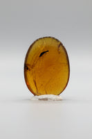 Fossil Insect Inclusion in Burmese Amber #1