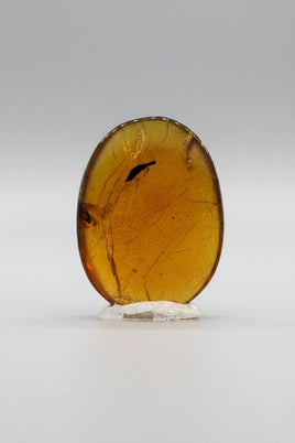 Fossil Insect Inclusion in Burmese Amber #1