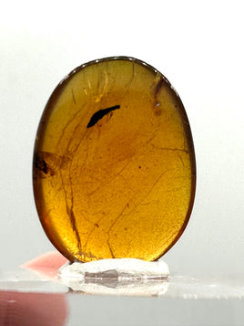 Fossil Insect Inclusion in Burmese Amber #1