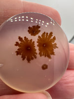Scenic Dendritic Agate Cabochon #4