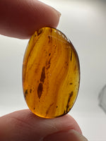 Fossil Insect Inclusion in Burmese Amber #6
